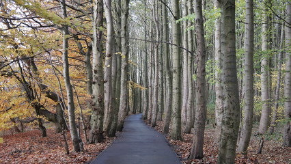 Obraz premium Autumn in Scotland 