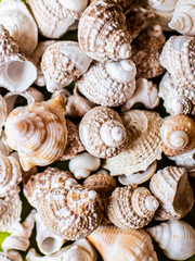 Assorted spiral sea shells in a pile