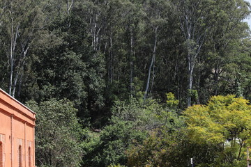 Forest in Oaxaca. Landscape