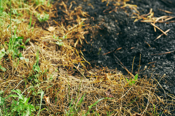 grass on the ground
