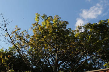 Beautiful tree with different green tones