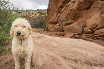 Traildog in South Valley Colorado  #2