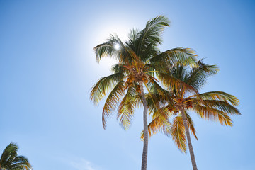 Obraz premium palm trees against blue sky