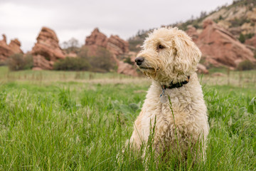 Traildog in South Valley Colorado  #5