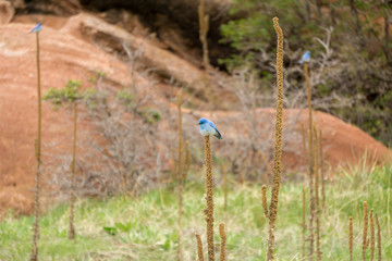 Bluebird in South Valley Colorado #5