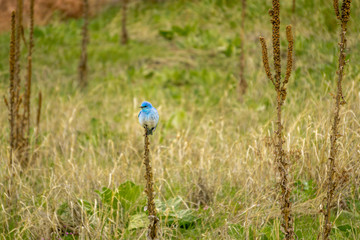 Bluebird in South Valley Colorado #6