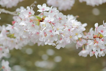 Fototapeta premium 桜
