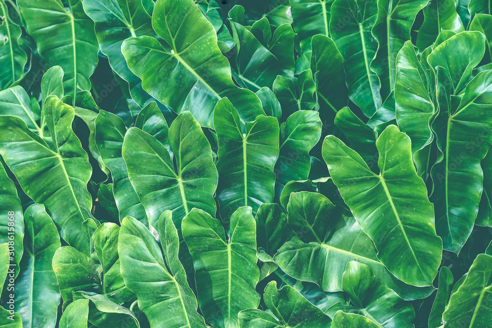 Poster nature background grenn leaves spring texture background