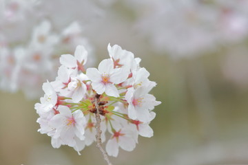 桜