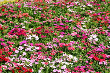 Fototapeta premium Flowers at a park in Thailand