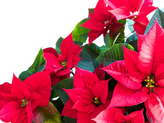 Close up of poinsettia blossoms.