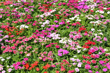Fototapeta premium Flowers at a park in Thailand