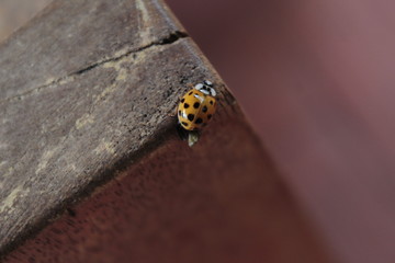Orange ladybug with black dots. Close-up 