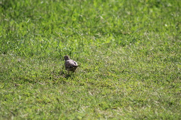 Bird eating bugs