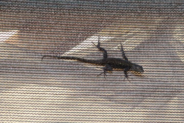 Big lizard