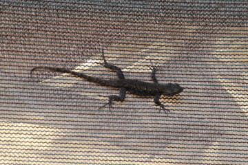 Lizard