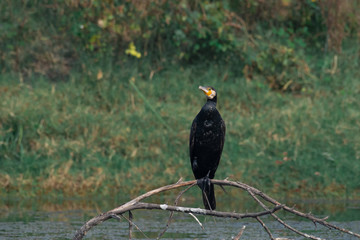 Cormorant