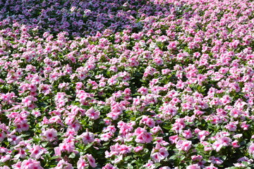 Fototapeta premium Flowers at a park in Thailand