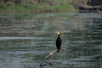 Cormorant