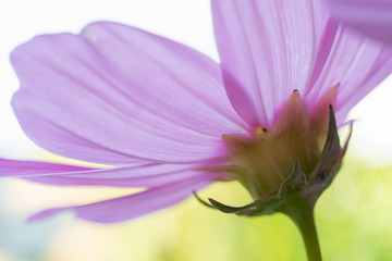 Macro shot of a purple flower