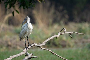 Ibis