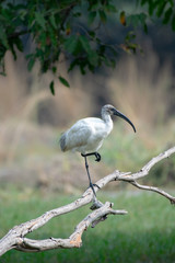 Ibis