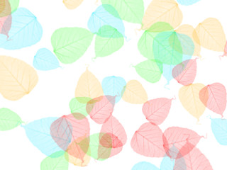 The Amazing of Colorful Leaves Wallpaper