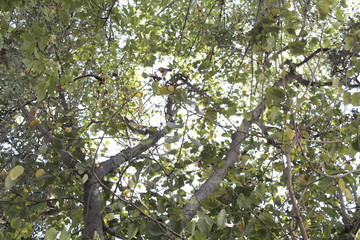 Shapes of a tree foliage