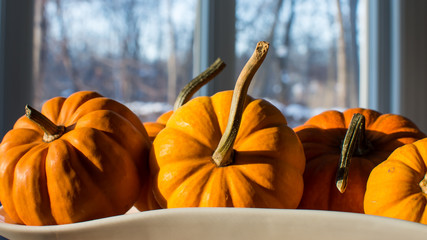 Thanksgiving or Autumn Harvest pumpkins in sunlight