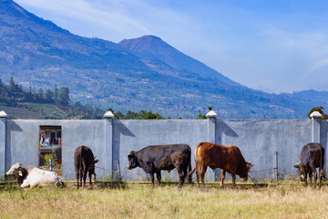 cows lined with a beautiful mountain view in the background,selective focus