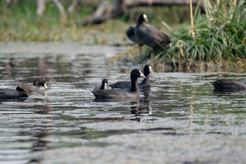 Ducks