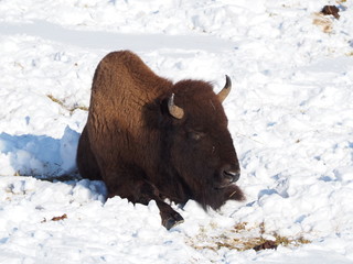 bison in yellowstone
