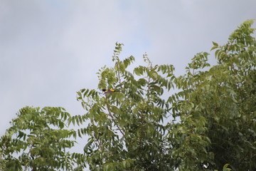 Beautiful tree landscape