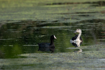 Beautiful duck