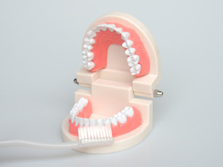 The model of human dental teeth and gingiva for demonstration of anatomical tooth brushes and dental floss.  