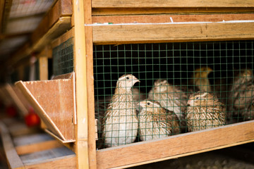 Fototapeta premium Fresh quail in cages are arranged in stages with a place to feed and drink,selective focus