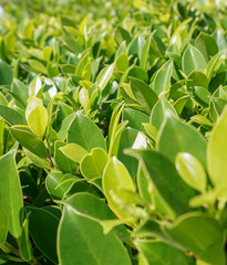 Green leaves wall background. Decorative leaf texture