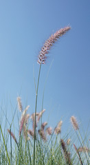 Poaceae Grass Flowes Field , Green grass in nature Lanscape of winter meadow of Thailand against blue sky