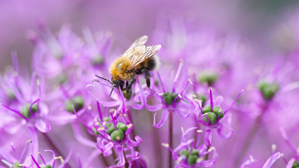 Bumblebee on the onion flower