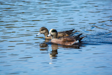 American Wigeon Pair Swimming