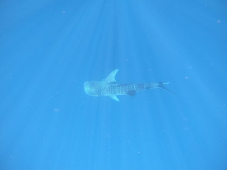 Fototapeta premium Whale shark