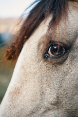 eye of a horse