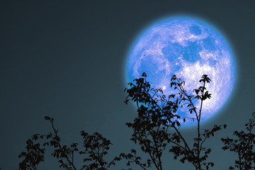 full oak or cold moon back on branch tree in the night sky