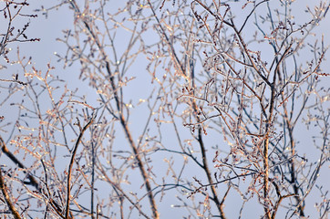 Ice Covered Tree Branches with Winter Sky