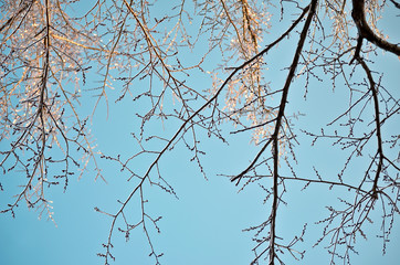 Winter Tree Branch Pattern on Aqua Sky Background