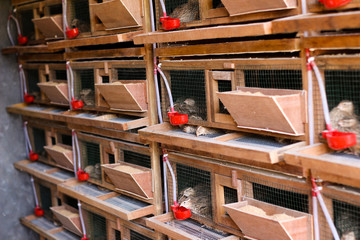 Fototapeta na wymiar Fresh quail cages are arranged in stages with a place to feed and drink