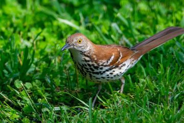 Brown Thrasher in the Grass