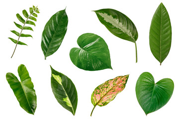 Set of green leaves isolated on white background. TRopical exotic leaves