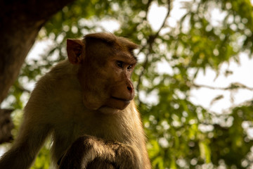 Monkey sitting over a tree in the eastern ghats, Yercaud, Tamil Nadu