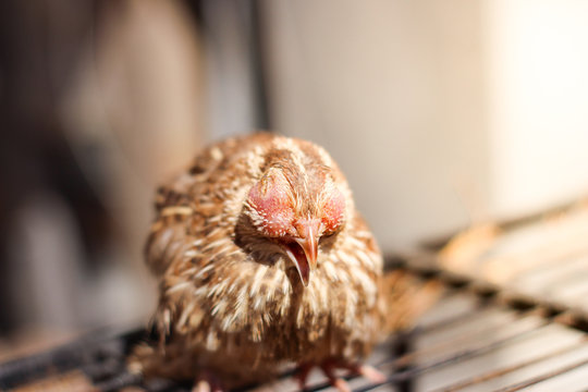 Poultry suffer from coryza (snot) disease with characteristic swelling in its eyes